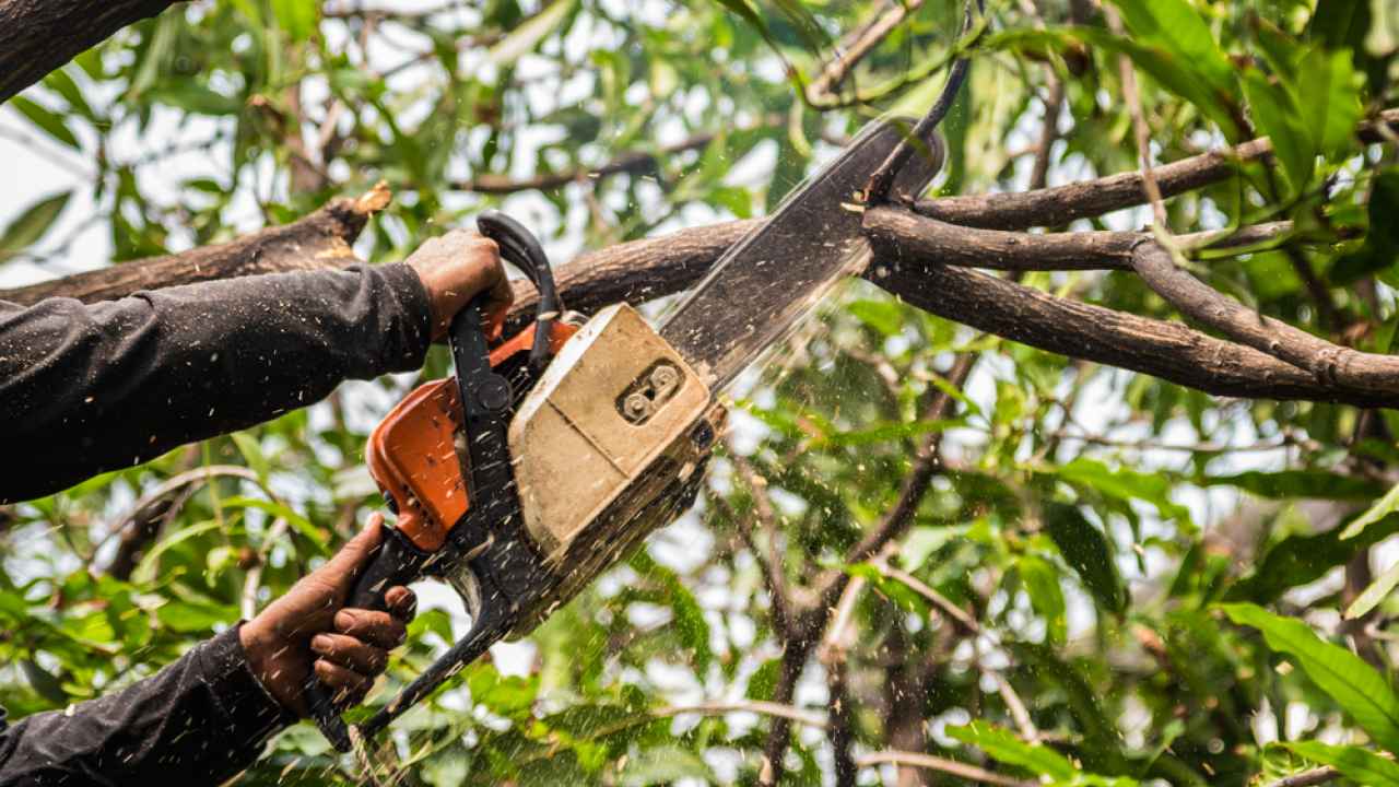 Tree Trimming
